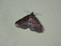 Idia forbesii